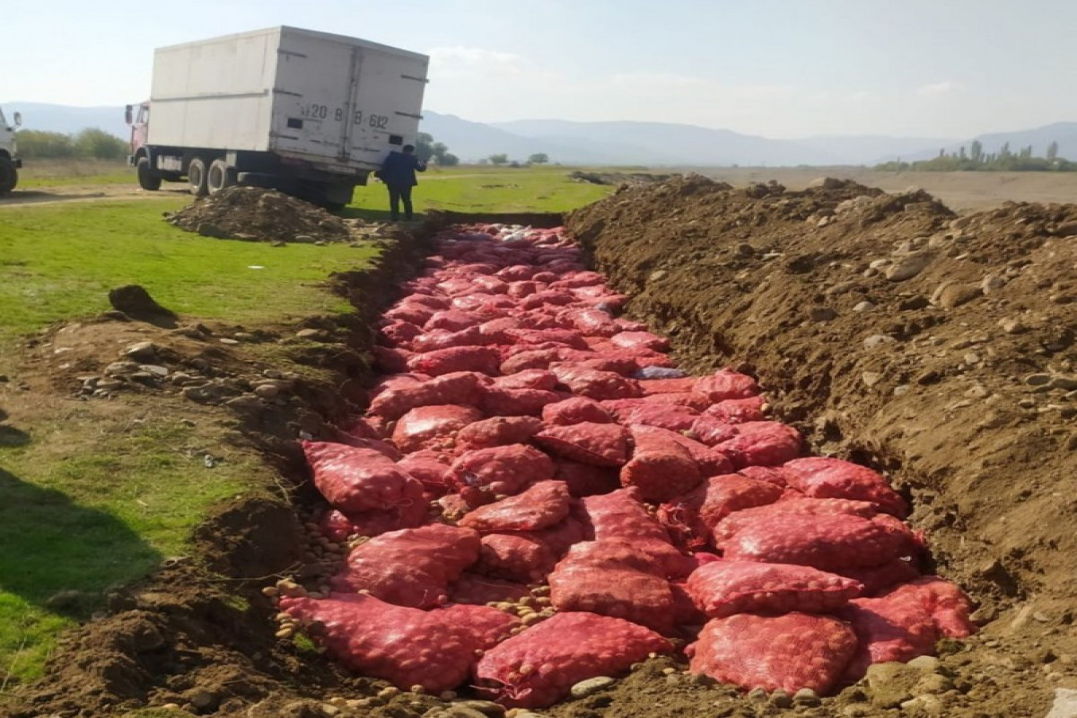 Rusiyadan idxal edilən 67 ton kartofda zərərverici aşkarlanıb