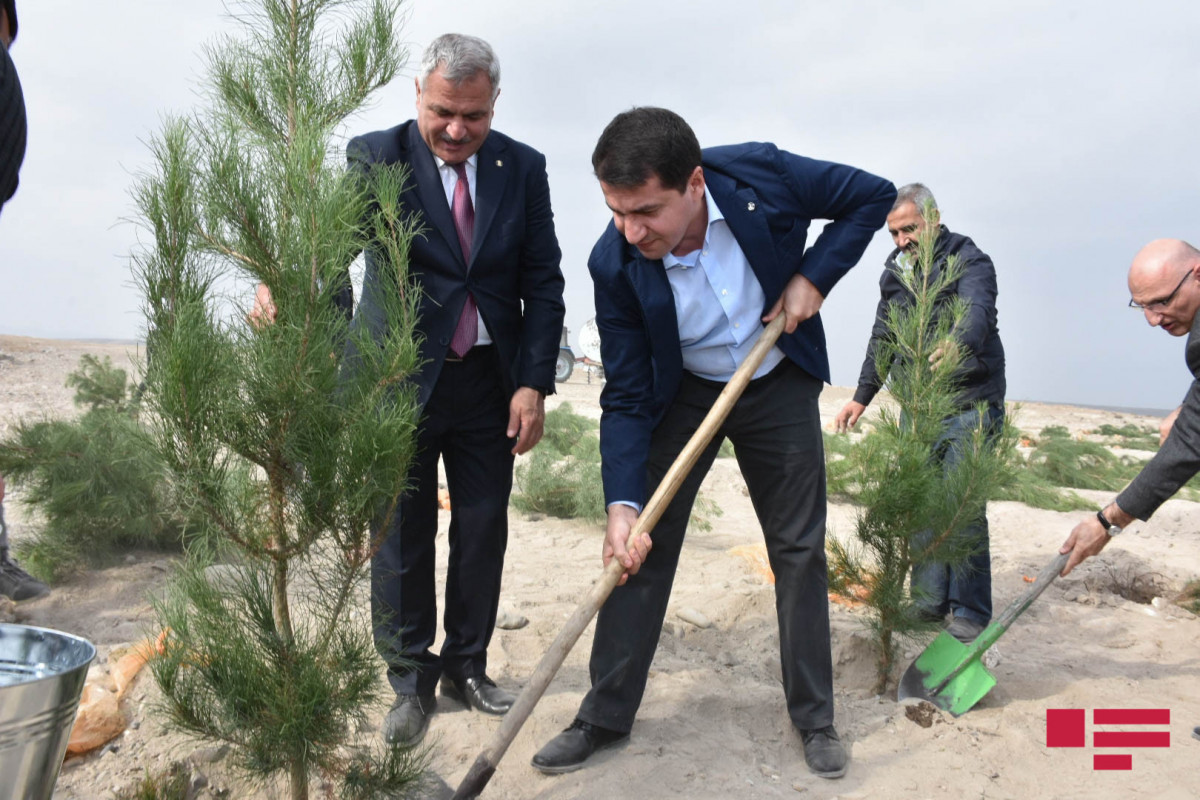 Дипломаты посадили деревья в селе Марага Тертерского района-ФОТО 