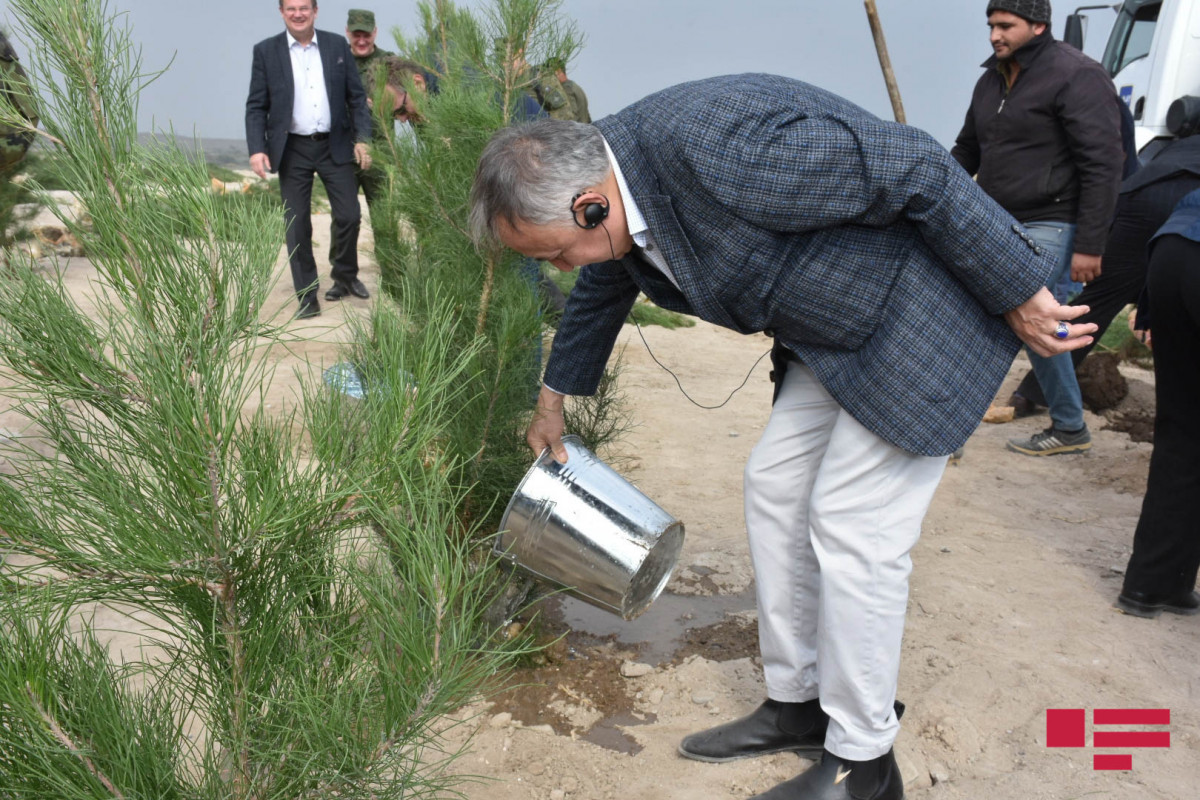 Дипломаты посадили деревья в селе Марага Тертерского района-ФОТО 