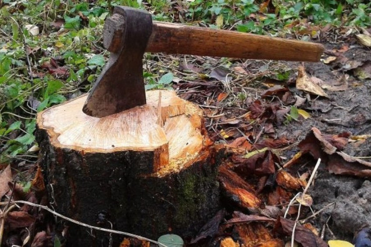 Sabirabadda ağacların qanunsuz kəsilməsi ilə bağlı cinayət işi başlanılıb