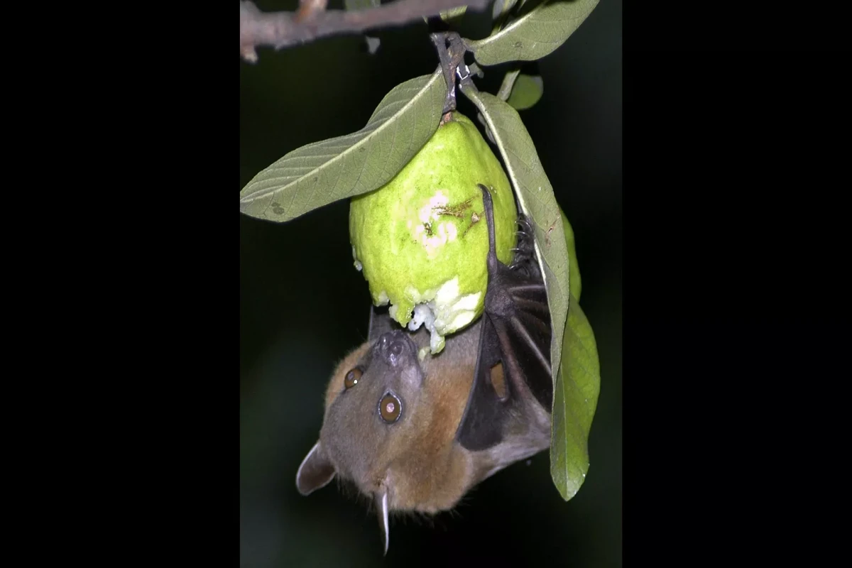 Deadly Nipah virus emerges in India, could become global problem similar to COVID -Media Warns 