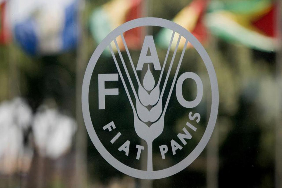 Qlobal ərzaq qiymətləri tarixi rekordları yeniləməyə davam edir - FAO 
