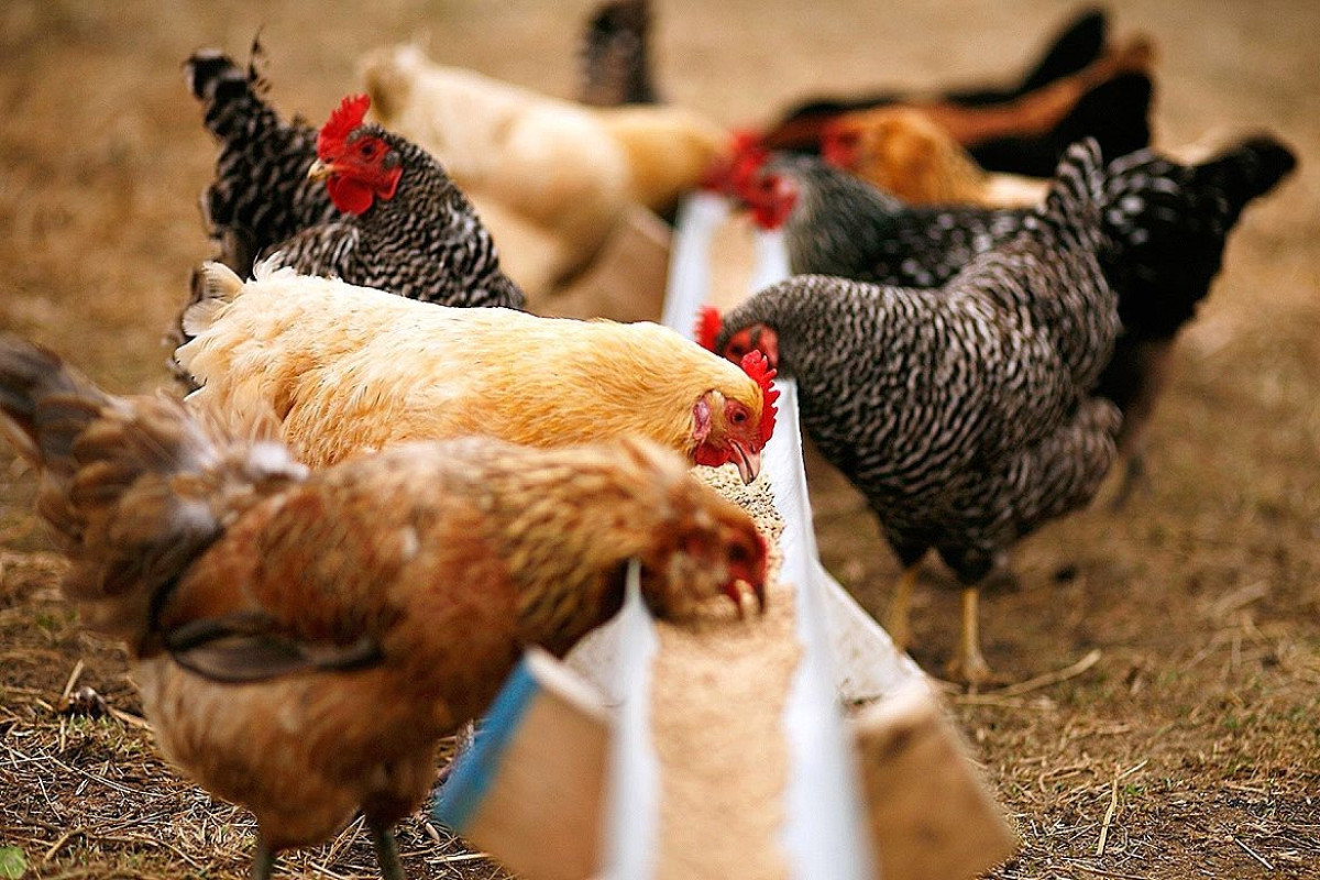 Ukraynadakı müharibəyə görə Azərbaycanda quş yeminin qiyməti 3 dəfə artıb