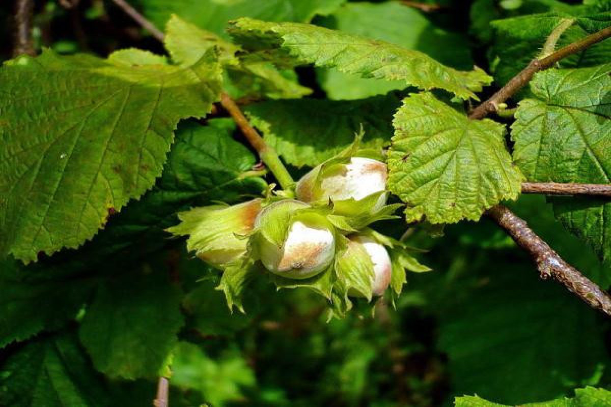Hazelnut plantations may be established in Karabakh
