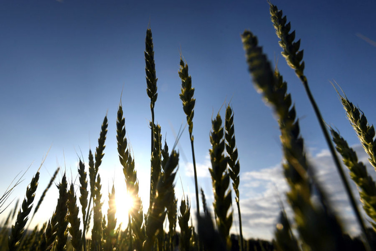 Казахстан ограничил экспорт пшеницы и муки