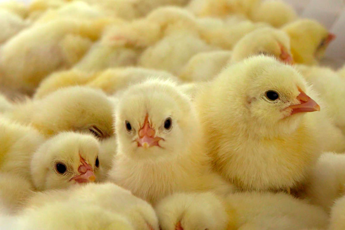 Глава компании: Ввозить однодневных цыплят в Азербайджан опасно