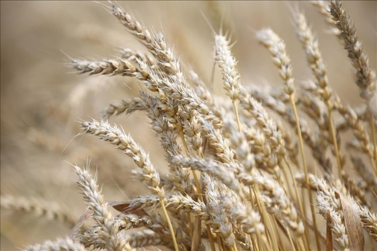 Wheat prices in Africa up 60% due to Russia-Ukraine war: AfDB