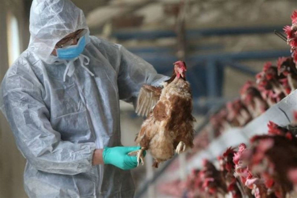 В Китае выявили первый случай заражения человека птичьим гриппом H3N8