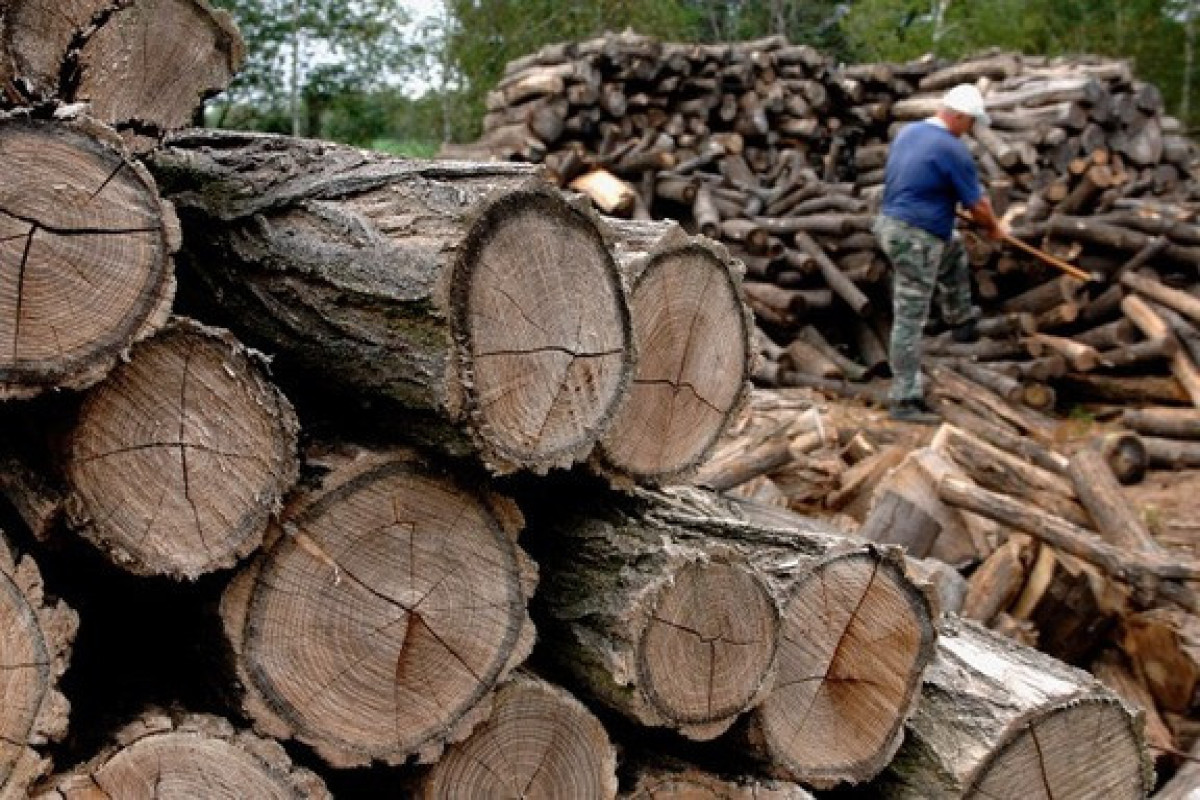 Hungary bans firewood exports to ensure domestic supply for winter