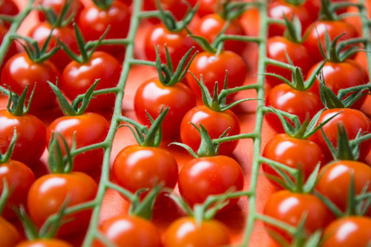 Pomidor istehsalçısı kapitalını 4,6 milyon manat azaldıb