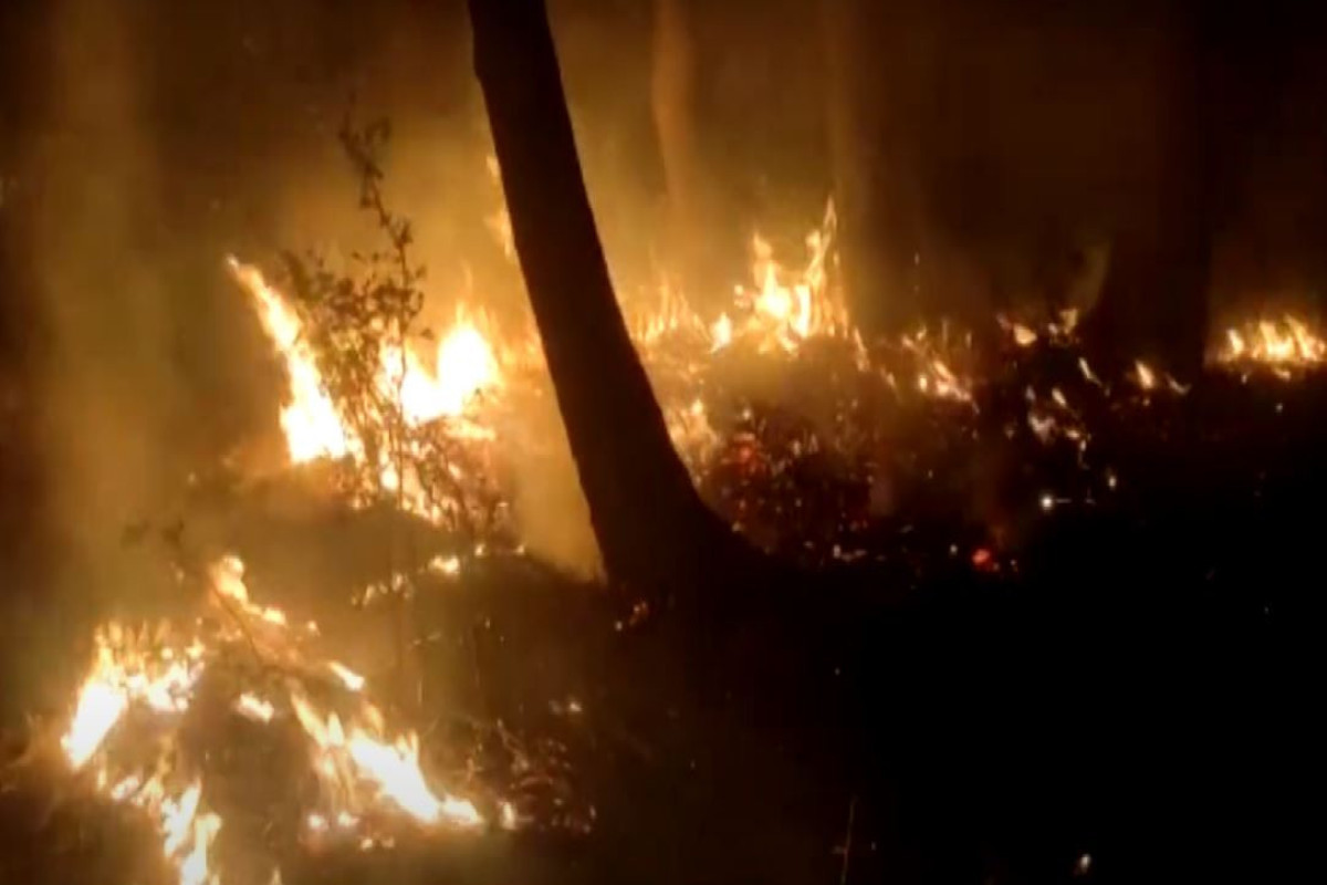 Потушен пожар в лесном массиве в Хачмазе