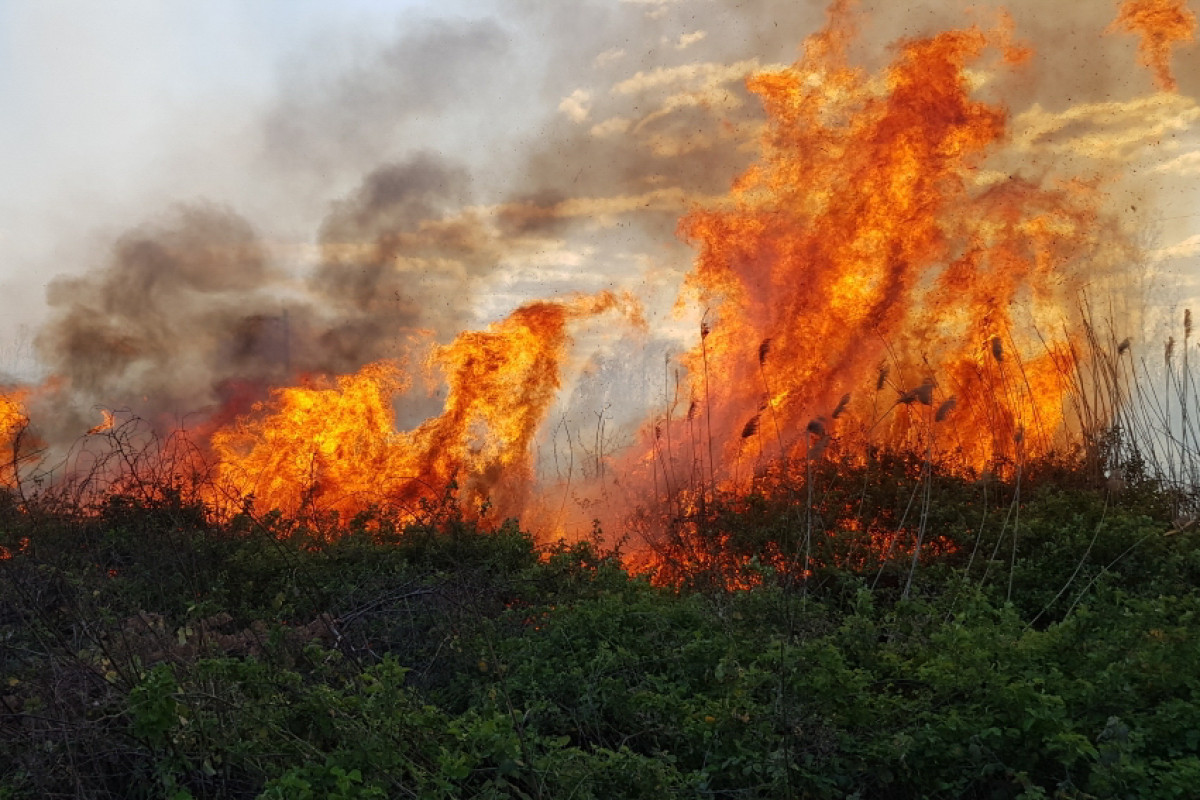 В Губе и Шабране на лесной территории начался пожар