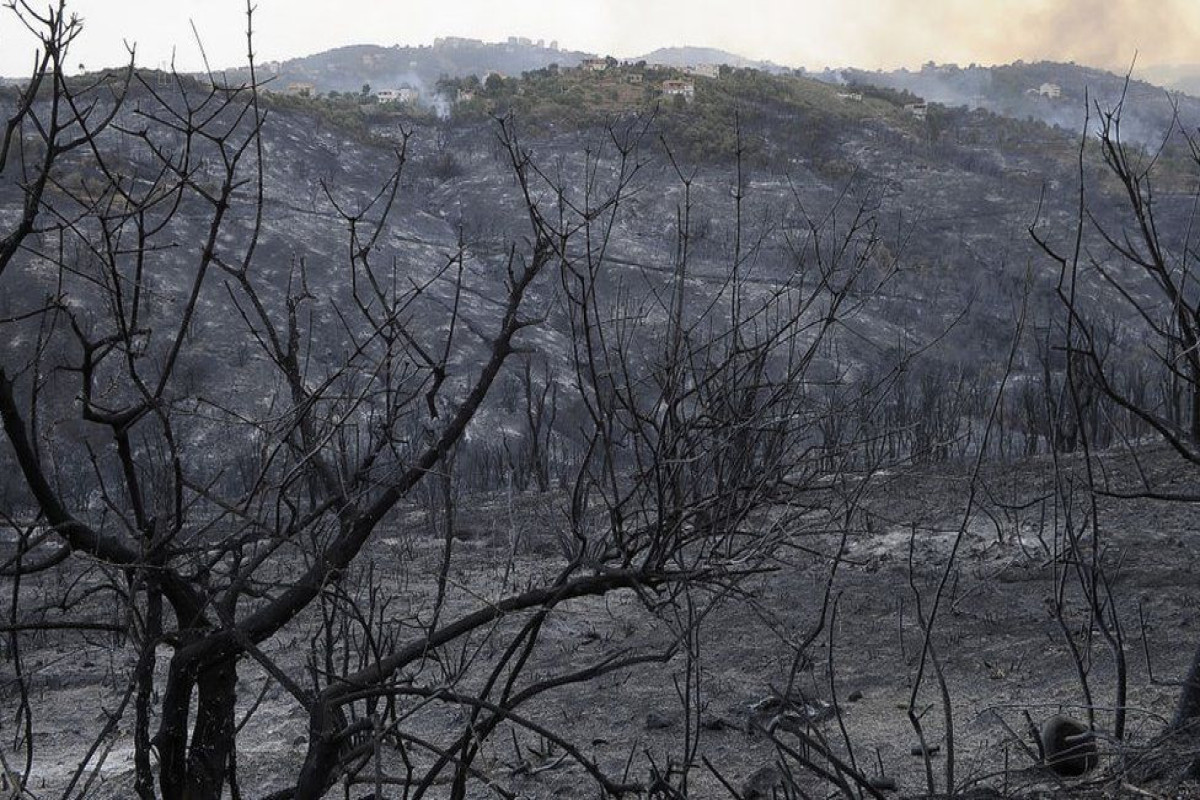 At least 26 dead in Algeria forest fires