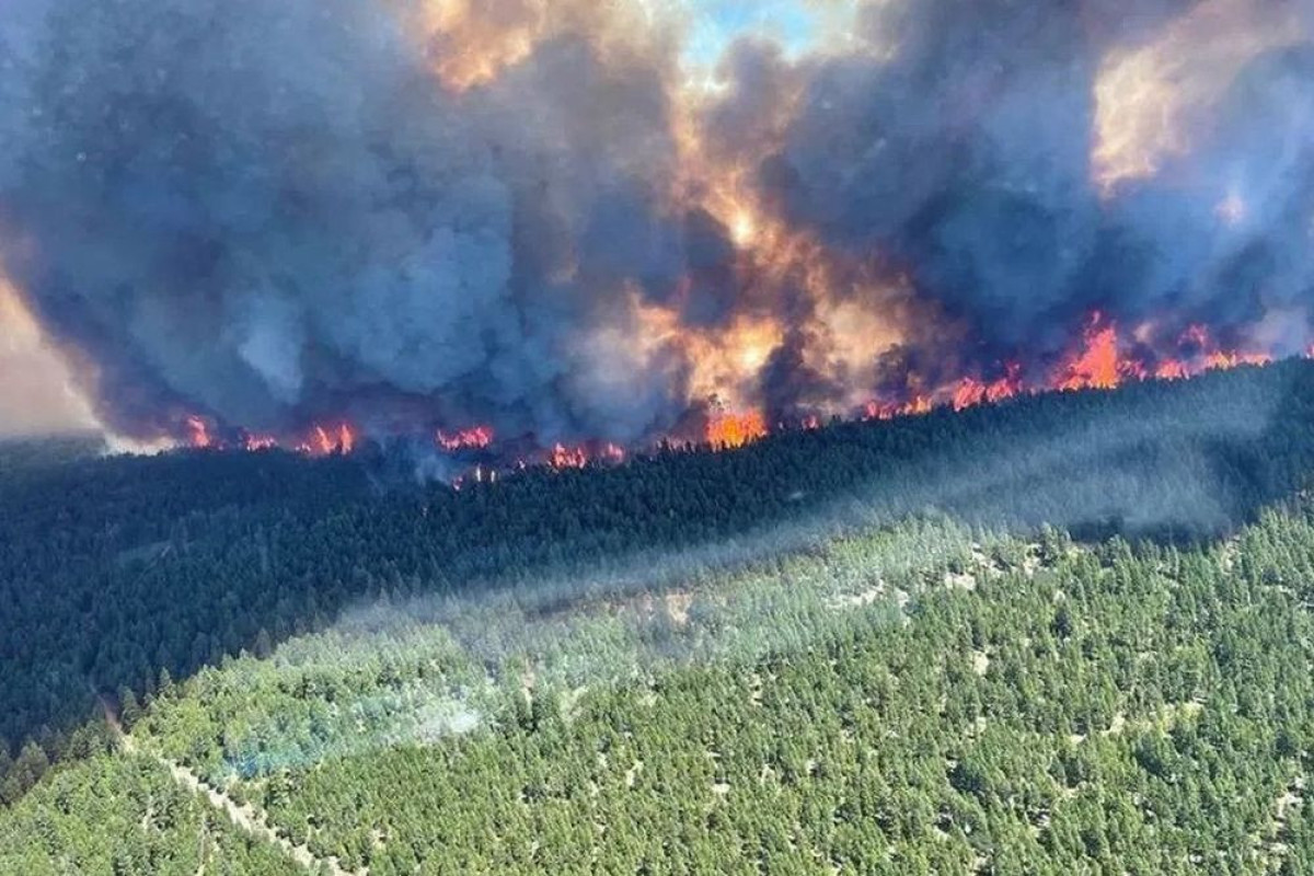 На западе Канады загорелись леса