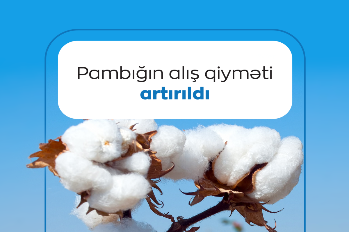 Azərbaycanda pambığın alış qiyməti artırılıb