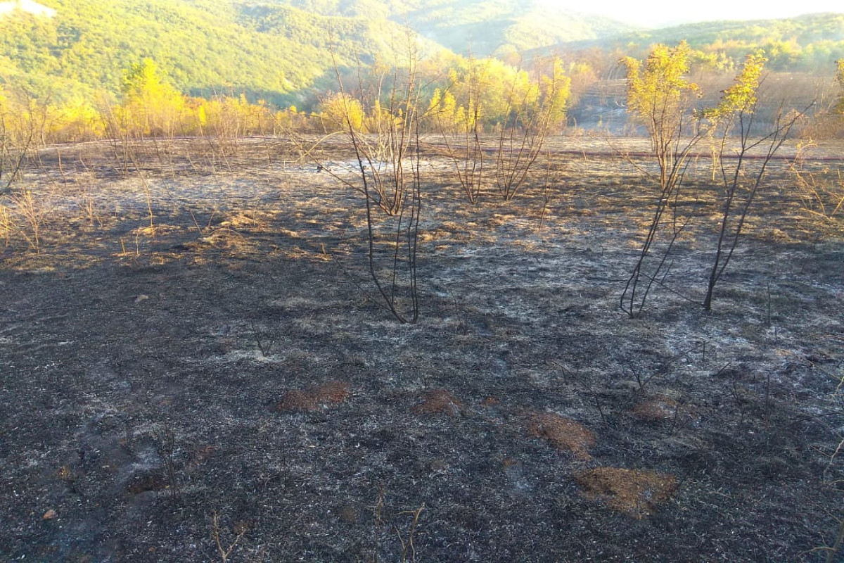 В Исмаиллы на лесном участке произошел пожар-ВИДЕО 