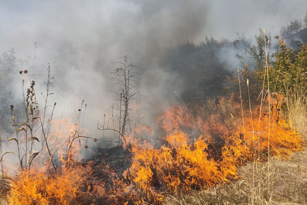 В Габале в непосредственной близости от леса произошел пожар