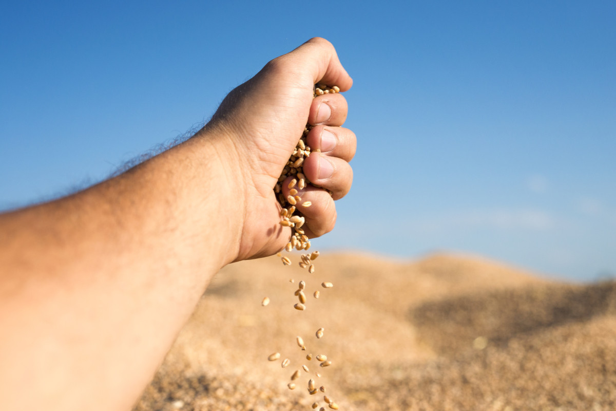 Azerbaijan has a 4-month grain reserve
