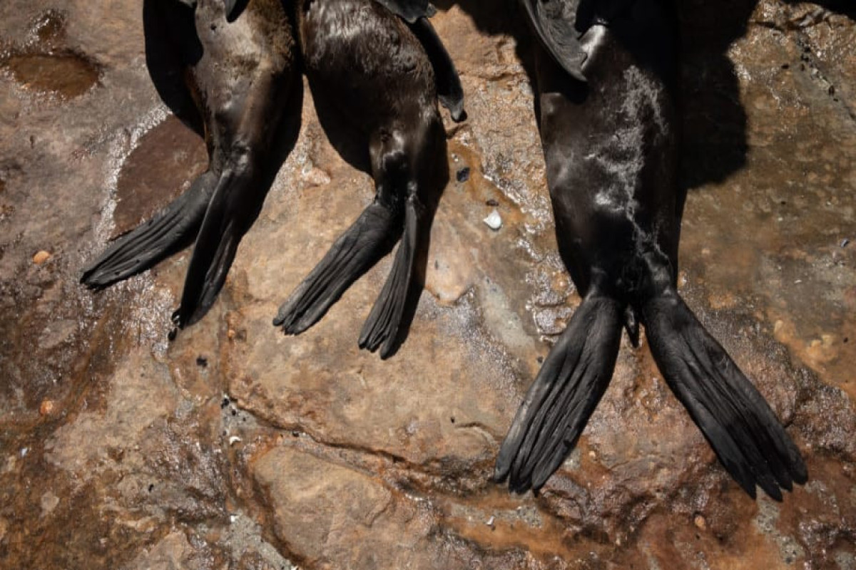 2,500 seals mysteriously dead on Caspian ashore