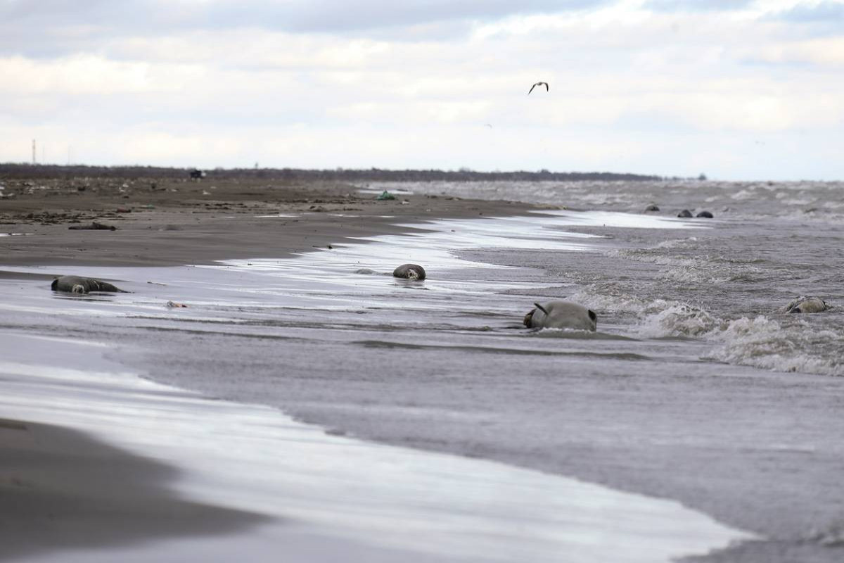 На азербайджанском побережье Каспийского моря  обнаружены мертвые тюлени