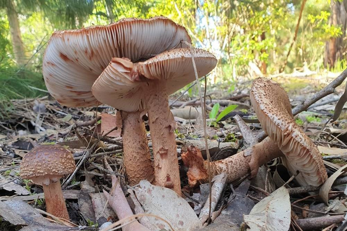 В Хачмазе два человека отравились грибами, один скончался