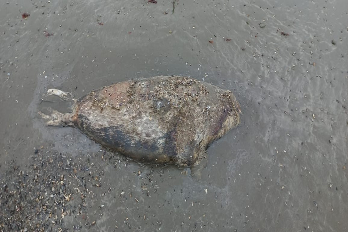 На азербайджанском побережье Каспия обнаружены еще 4 мертвых тюленя