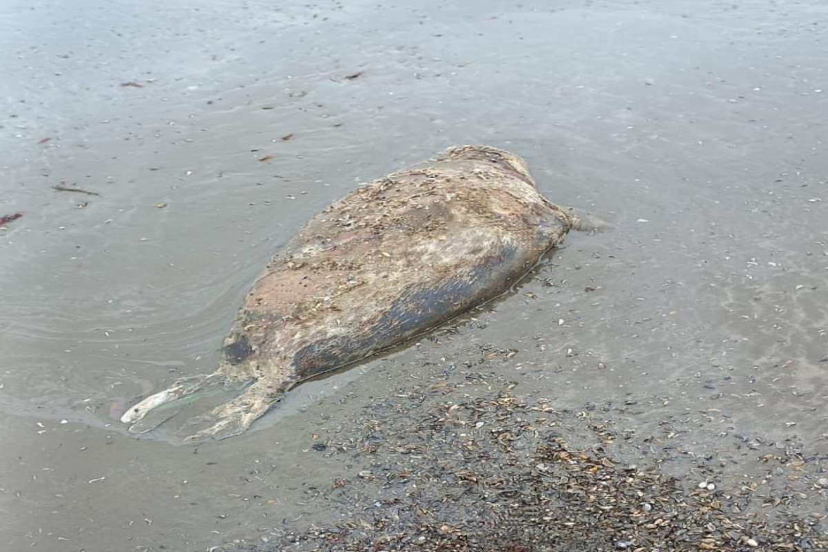 4 more seals found dead in Azerbaijani section of Caspian Sea