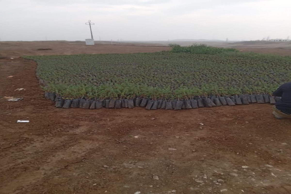 Привезенные из Турции 43 тыс. саженцев деревьев и 150 кг семян будут посажены в Джабраиле