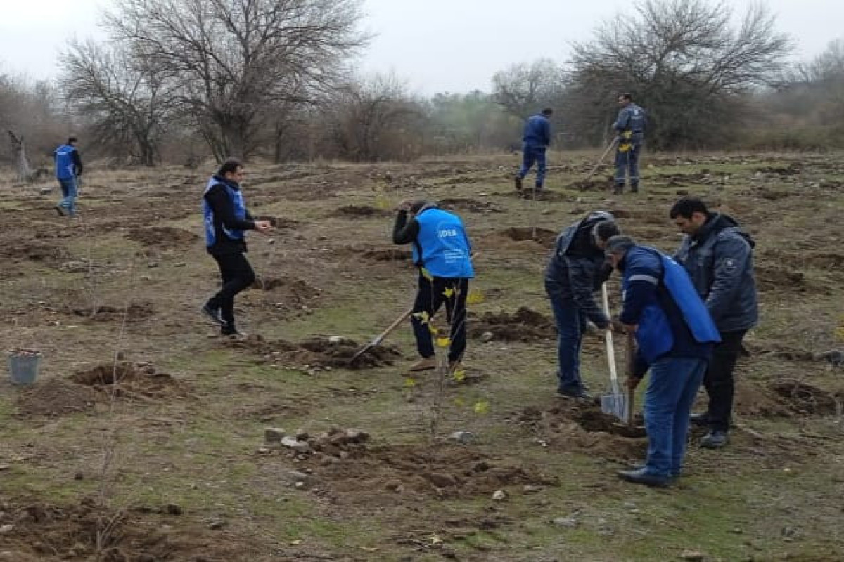 Zəngilanda ağacəkmə tədbiri keçirilib - FOTO 