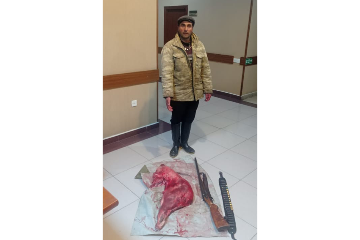 Daşkəsəndə çöl qabanı ovlayan şəxs saxlanılıb