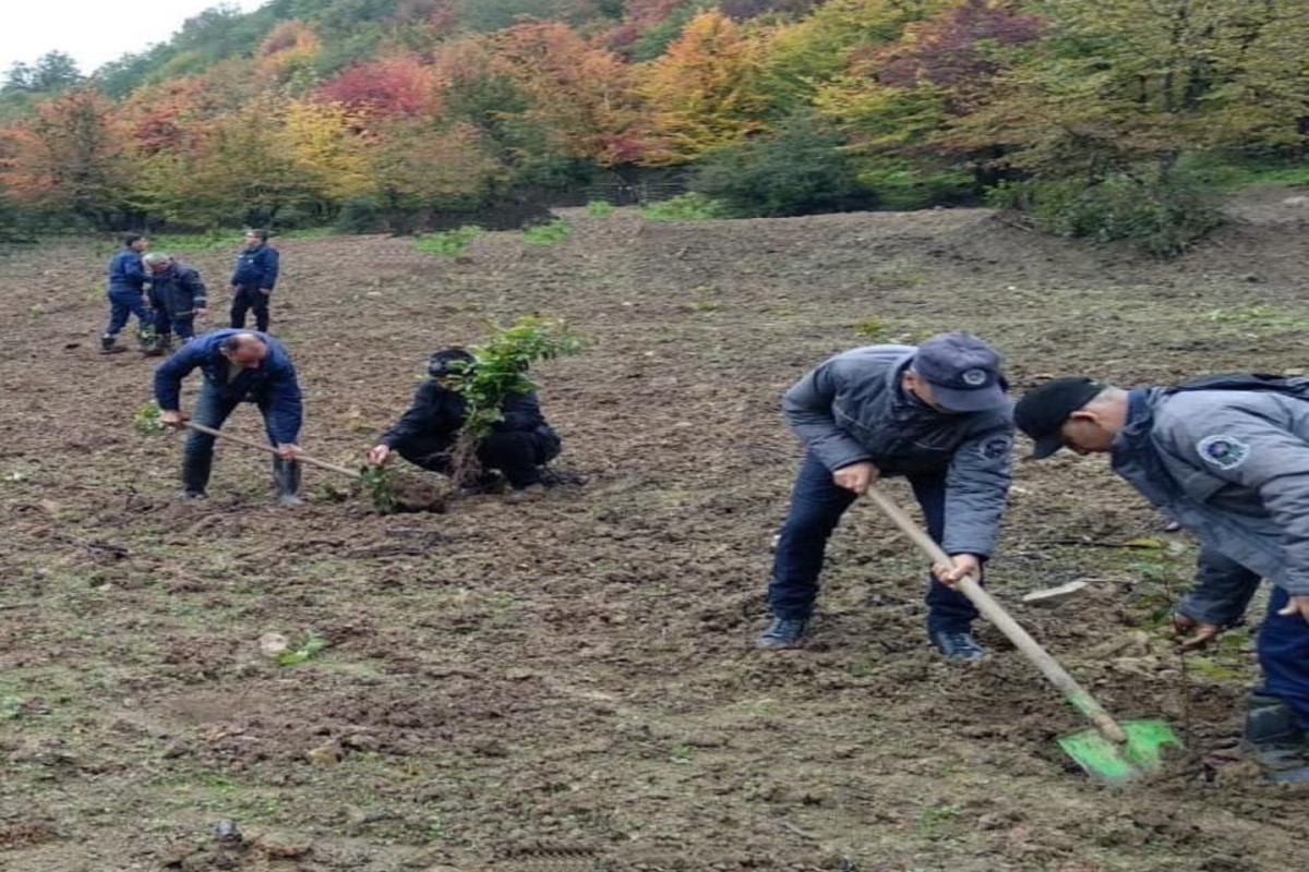 Bu il meşə fondu torpaqlarında 1,5 milyon ağac əkilib