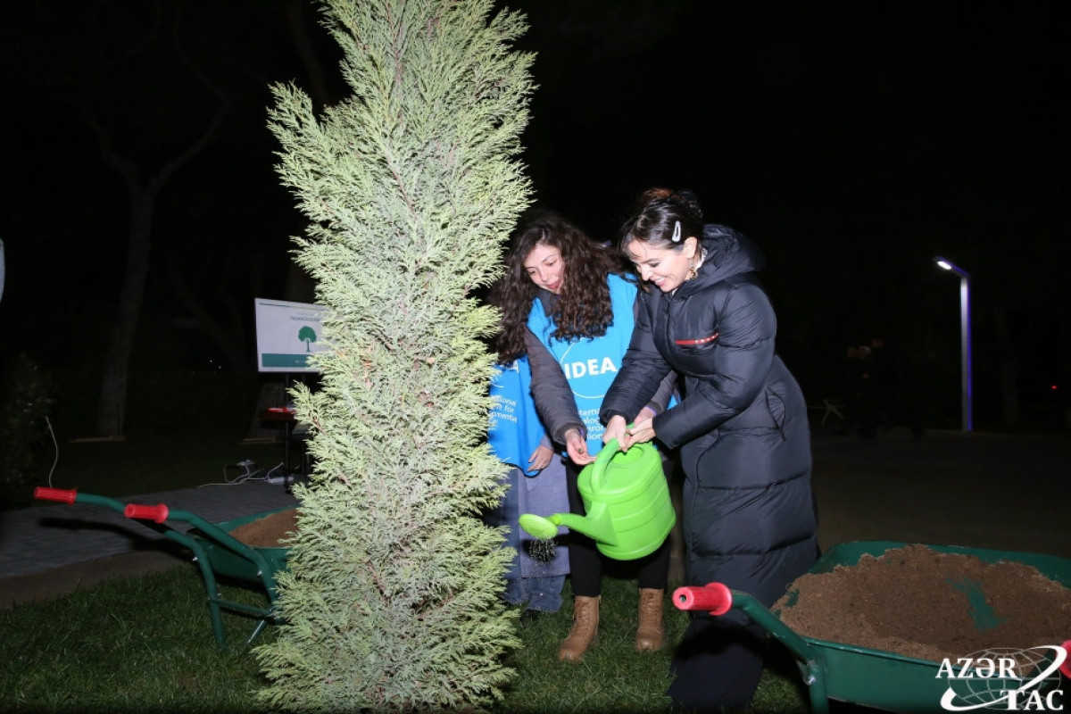 В Баку проводится регистрация и нумерация деревьев-ФОТО 