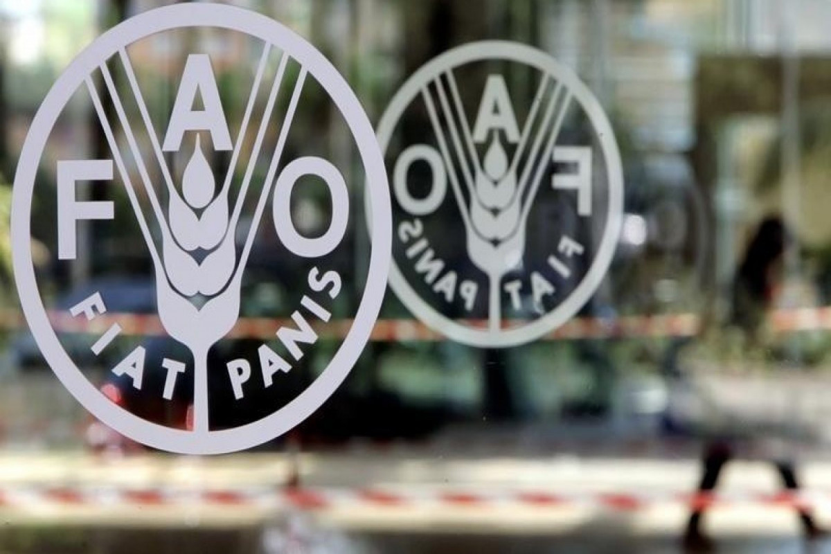 Dünyada ərzaq qiymətlərinin artımı davam edir - FAO 