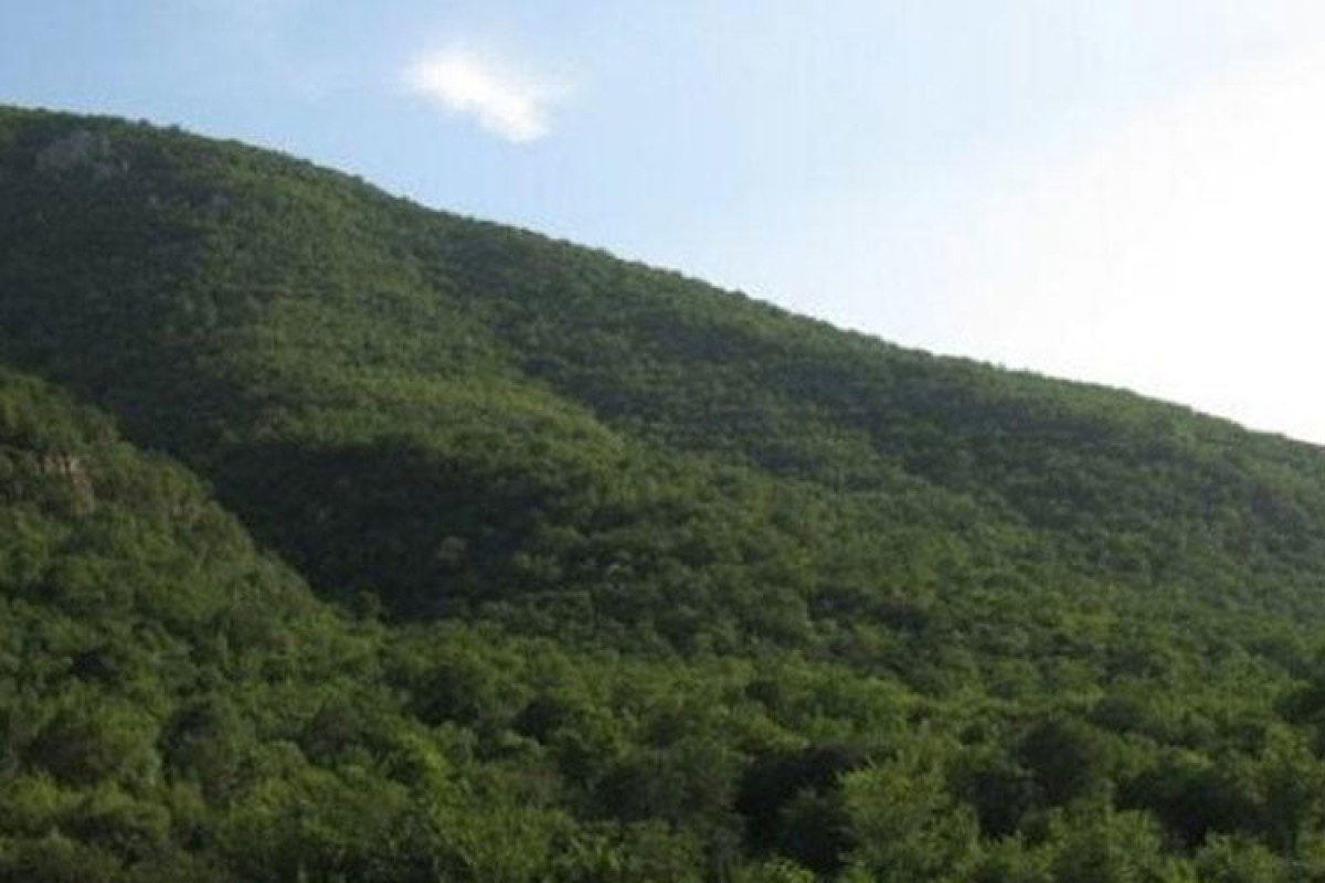 Rare plant species growing in Karabakh will be studied