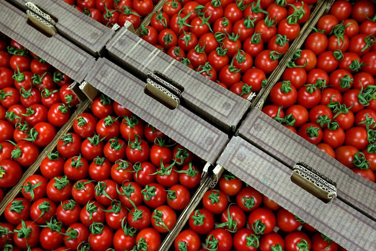 Azərbaycan ötən il Rusiyaya 268 mln. manatlıq pomidor ixrac edib