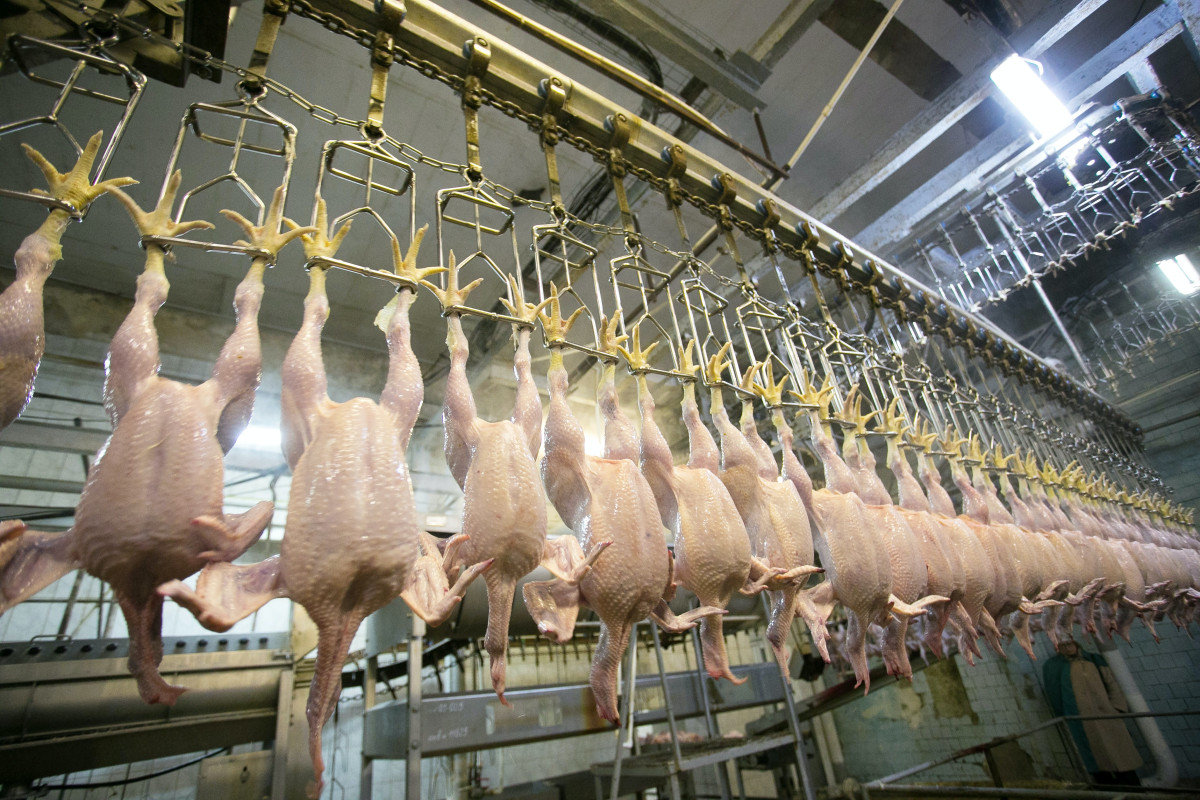 Azərbaycan ötən il Ukraynadan 46 mln. manatlıq toyuq əti idxal edib