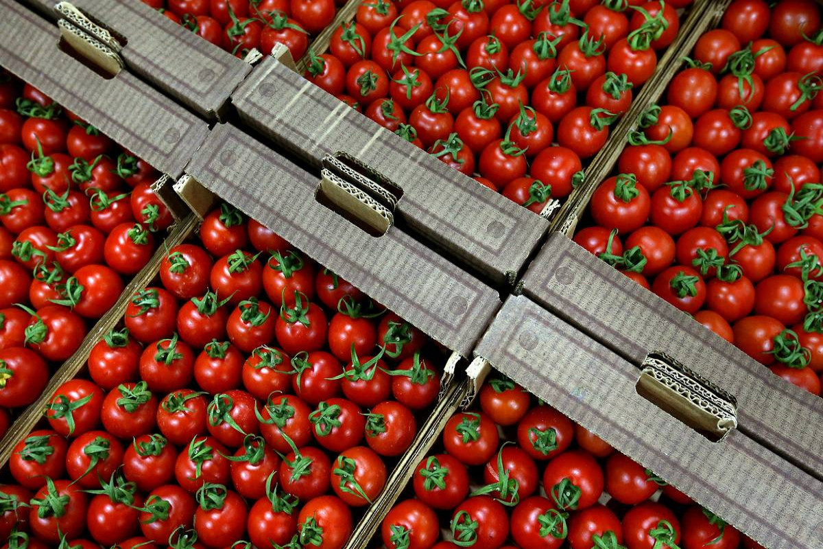 Türkiyə ötən il pomidor ixracını 16% artırıb