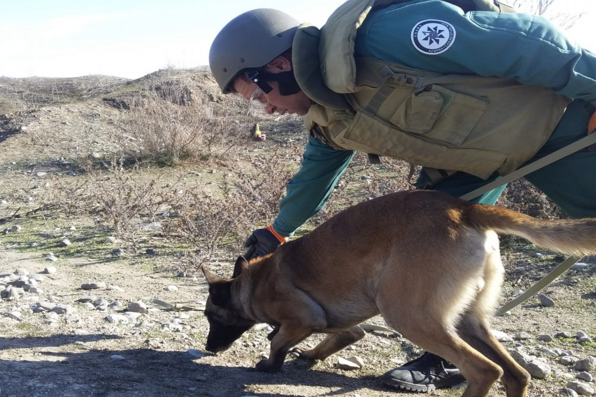 Mine clearance equipment and mine detection dogs to be brought to Azerbaijan