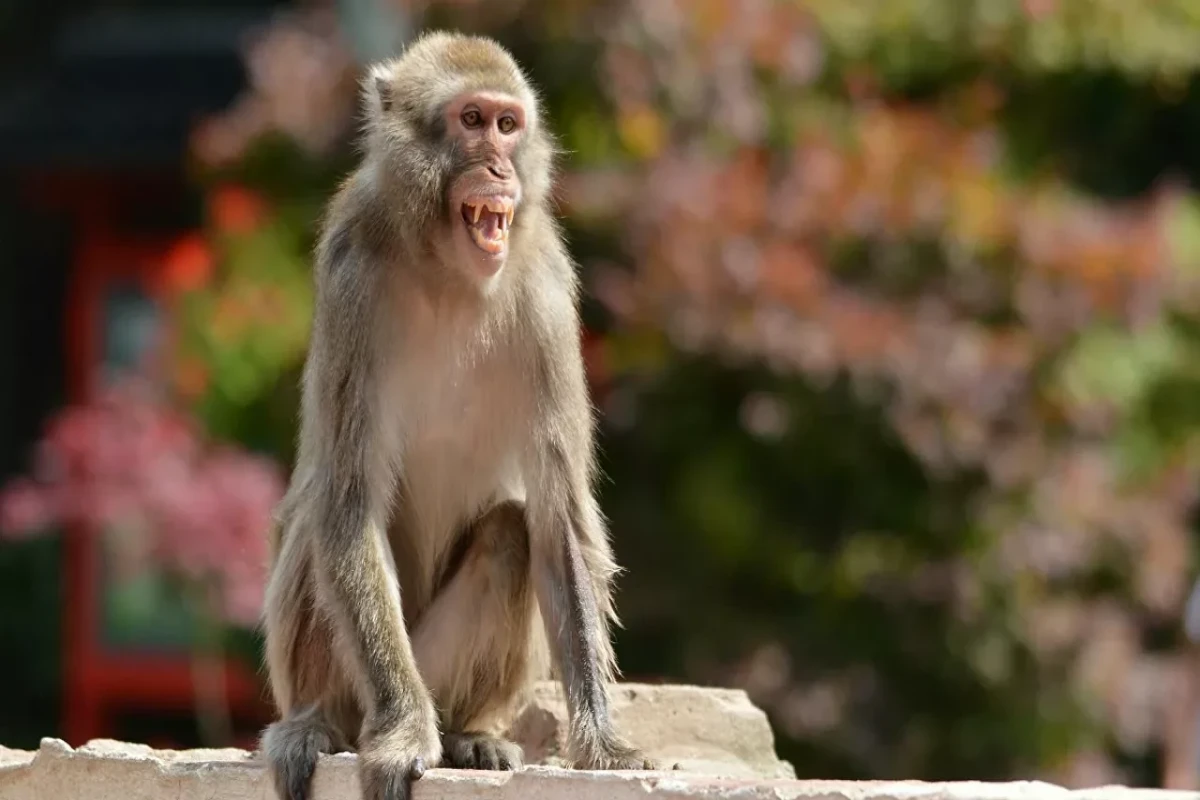 Monkey kills three month-old baby in India by tossing him into water tank