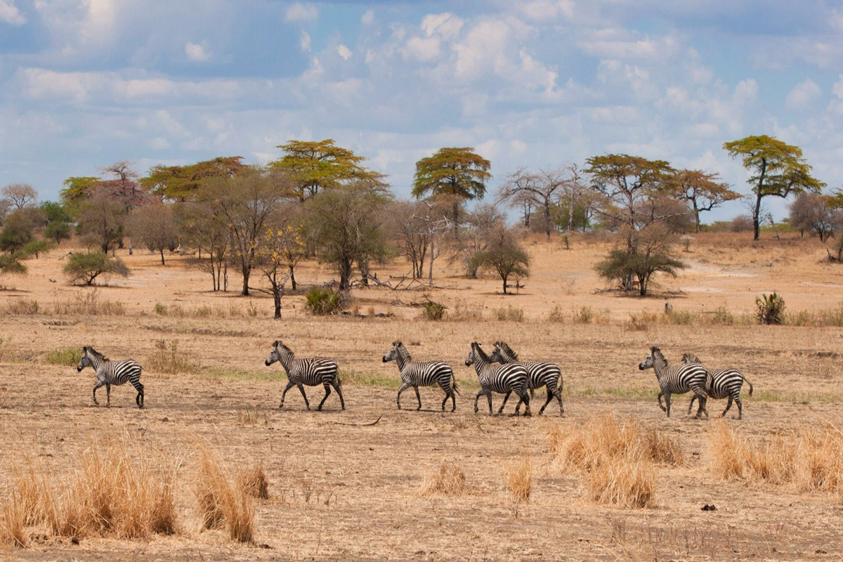 В Танзании умерли более 62 тысяч животных из-за засухи