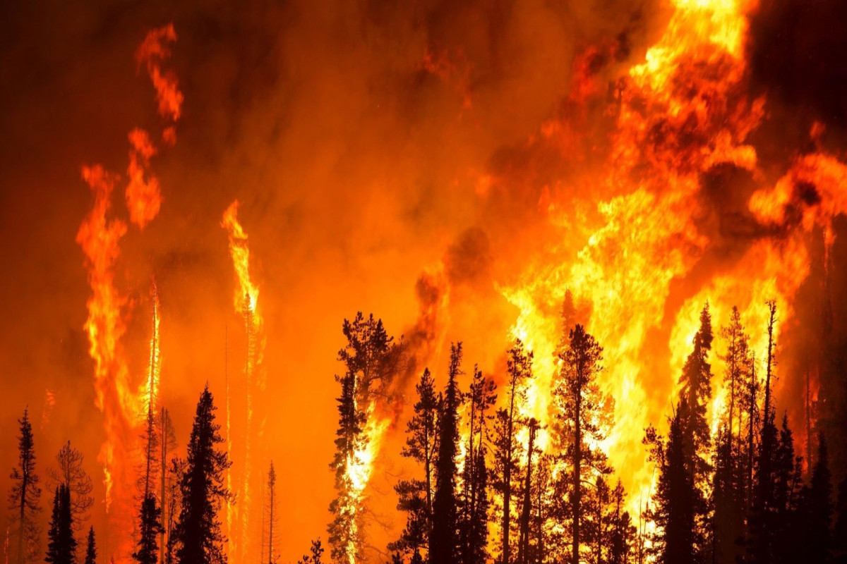 В России за сутки ликвидировали лесные пожары площадью более 22 тыс. га