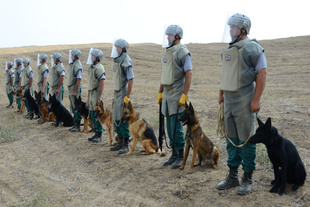 Five more specially-trained dogs will be involved in mine clearance operations - ANAMA