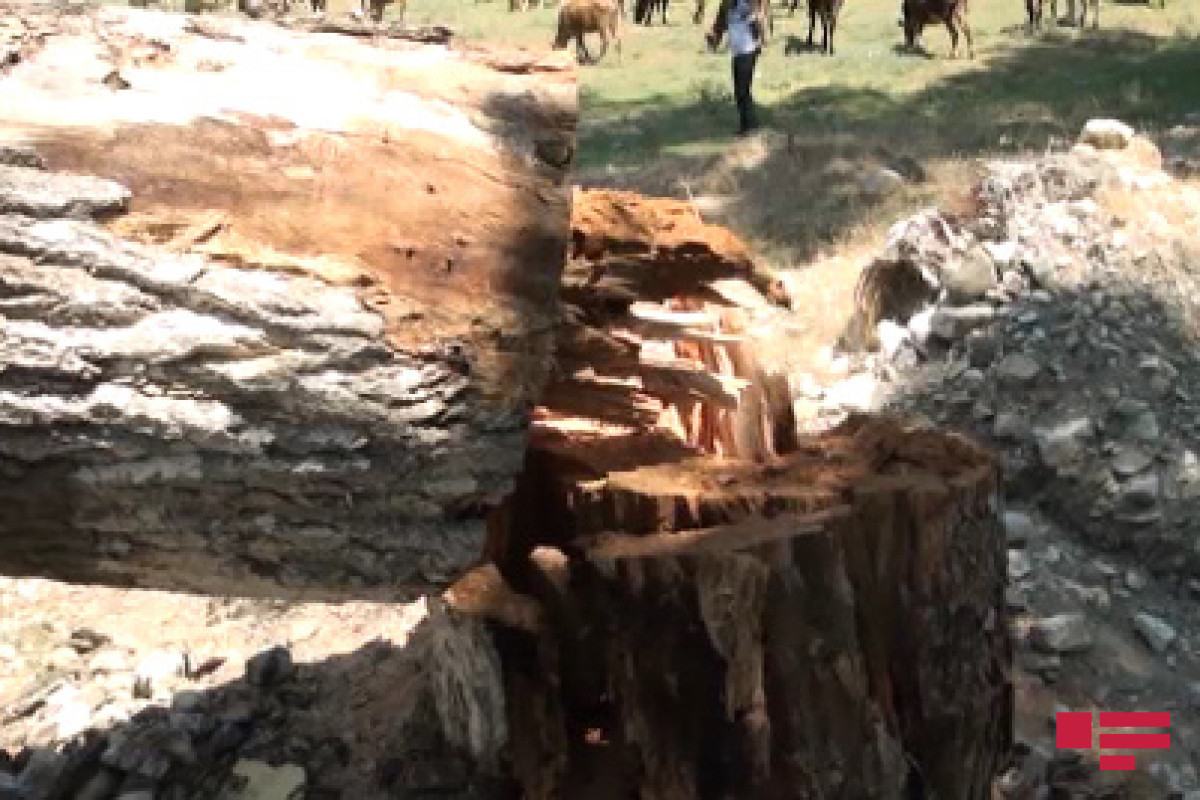 İsmayıllıda ağac aşması nəticəsində bağlanan magistral yol açılıb - FOTO  - YENİLƏNİB  - VİDEO 