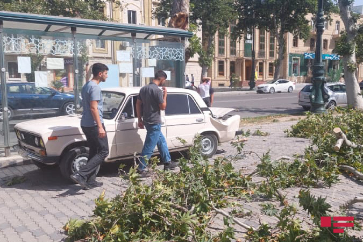 Gəncədə güclü külək nəticəsində ağac avtomobilin üstünə aşıb - FOTO  - VİDEO 