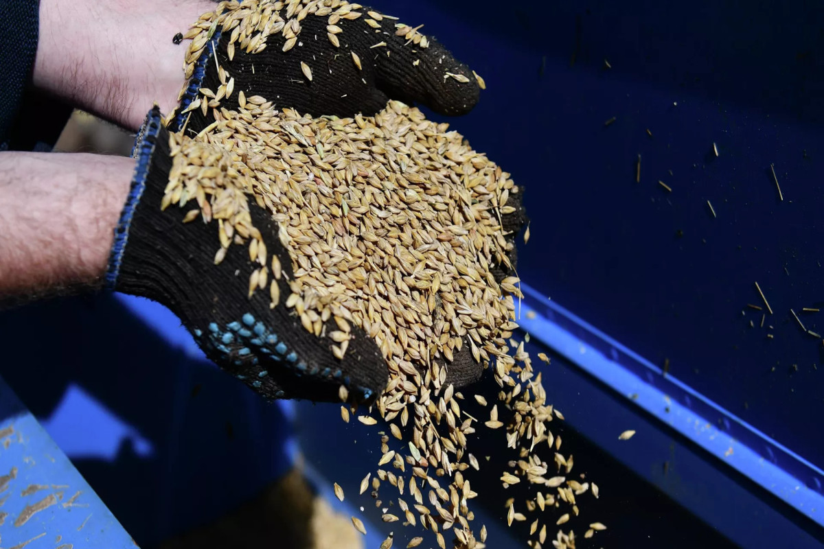 Минобороны РФ представило предложения по вывозу зерна из Украины