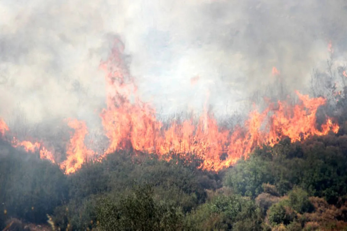 Лесные пожары в Турции взяты под контроль