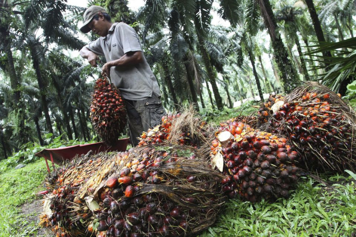 Indonesia removes palm oil export levy until Aug. 31