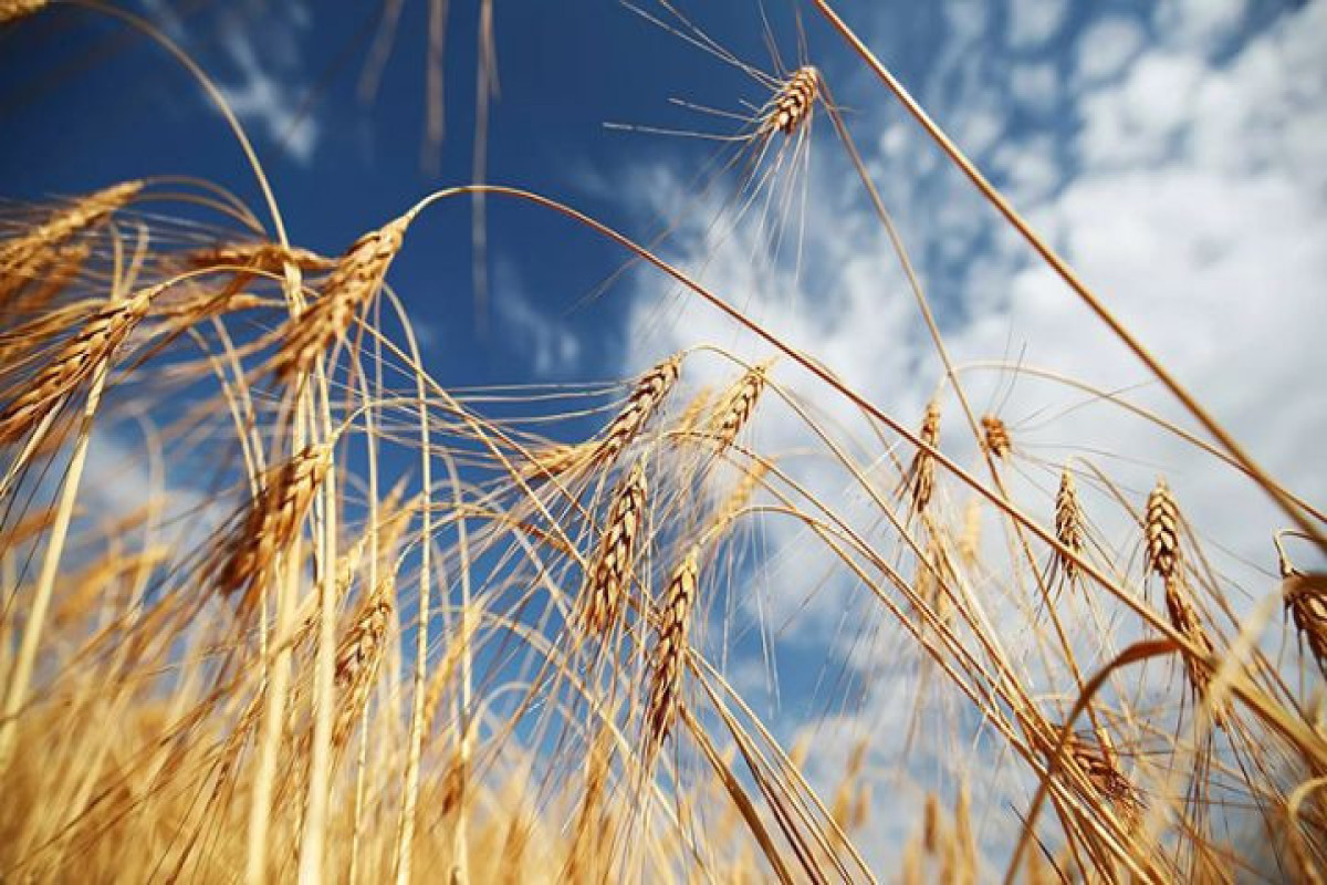 Ukraine and Russia near deal to end blockade of grain exports