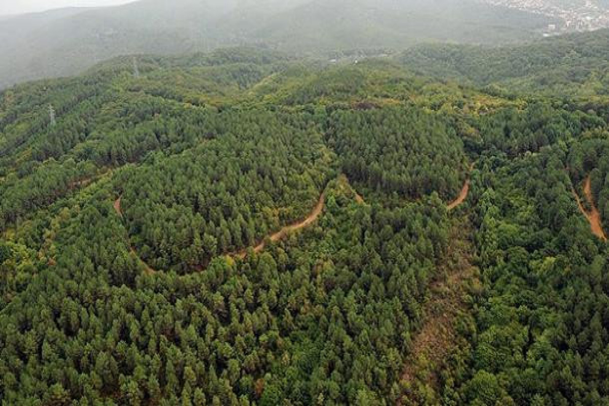 Turkiye bans access to forests by the end of August