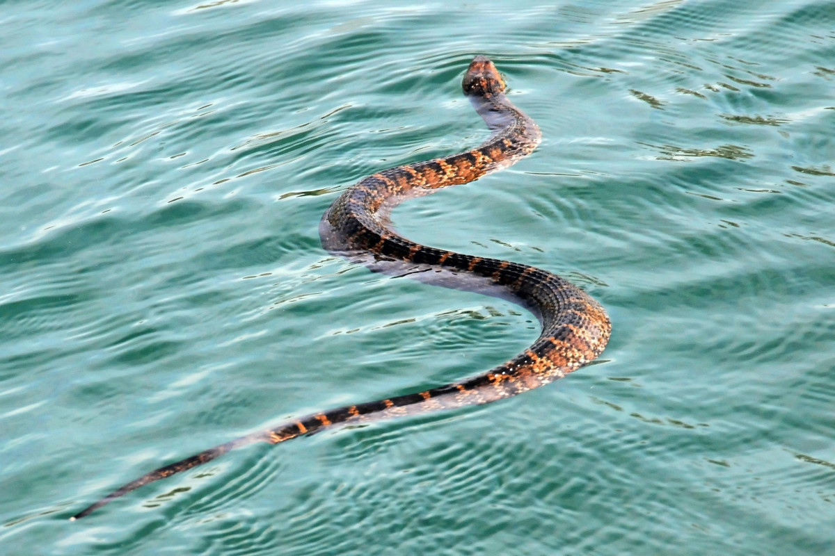 Институт зоологии: Змеи, встречающиеся на пляжах, не ядовитые